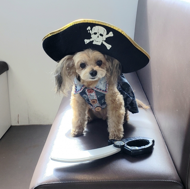 海賊犬